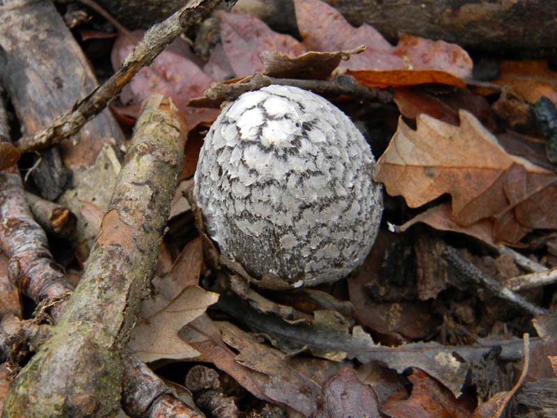 Altri ritrovamenti del 4.1.2011.